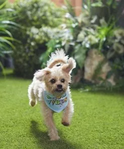 Frisco Good Vibes Dog & Cat Bandana 13 Frisco Good Vibes Dog & Cat Bandana -Dog Cat Corner 312297 PT8. SY630 V1644881220