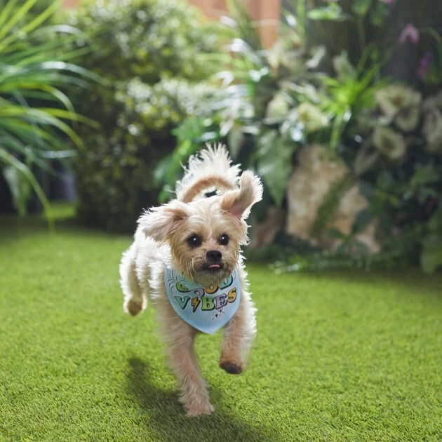 Frisco Good Vibes Dog & Cat Bandana 8 Frisco Good Vibes Dog & Cat Bandana - Image 6