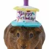 Frisco Happy Birthday Guinea Pig Hat -Dog Cat Corner 313132 MAIN. SY630 V1644431489