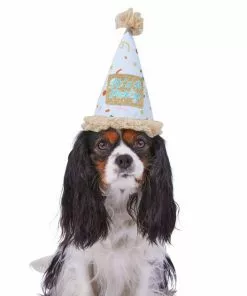 Frisco It's a Party Animal Dog & Cat Hat -Dog Cat Corner 315139 PT2. SY630 V1646439434