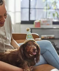 Frisco It's a Party Animal Dog & Cat Hat -Dog Cat Corner 315139 PT8. SY630 V1646435317