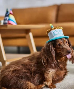 Frisco It's My Birthday Dog & Cat Hat -Dog Cat Corner 315142 PT8. SY630 V1646435635