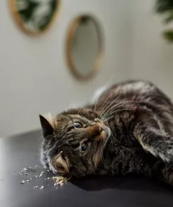 Frisco Natural Catnip -Dog Cat Corner 316067 PT3. SY630 V1634850389