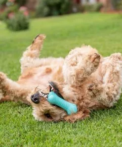 Frisco||Playology Frisco Fetch Squeaking Colorful Tennis Ball, 3-Pack + Playology All Natural Dual Layer Bone Dog Toy, Large, Peanut Butter Scented 17 Frisco||Playology Frisco Fetch Squeaking Colorful Tennis Ball, 3-Pack + Playology All Natural Dual Layer Bone Dog Toy, Large, Peanut Butter Scented -Dog Cat Corner 319022 PT6. SY630 V1630561003