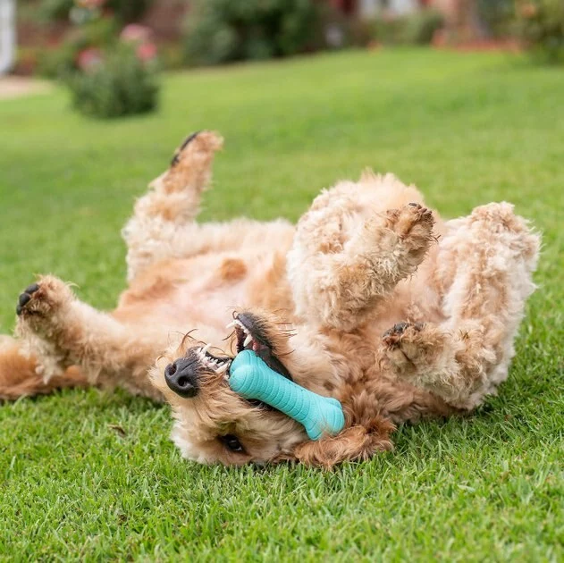 Frisco||Playology Frisco Fetch Squeaking Colorful Tennis Ball, 3-Pack + Playology All Natural Dual Layer Bone Dog Toy, Large, Peanut Butter Scented 9 Frisco||Playology Frisco Fetch Squeaking Colorful Tennis Ball, 3-Pack + Playology All Natural Dual Layer Bone Dog Toy, Large, Peanut Butter Scented - Image 7