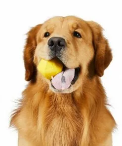 Frisco||Project Hive Pet Company Frisco Fetch Squeaking Colorful Tennis Ball, 3-Pack + Project Hive Pet Company Ball Dog Toy -Dog Cat Corner 319024 PT5. SY630 V1630560973
