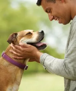 Frisco Outdoor Comfort Print Nylon Padded Collar, Large, Neck: 18 -26-in, Width: 1-in + Outdoor Ultra Reflective Rope Leash With Padded Handle, Boysenberry Purple, 6 - ft -Dog Cat Corner 319070 PT4. SY630 V1631148368