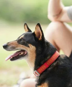 Frisco Outdoor Comfort Print Nylon Padded Collar, Large, Neck: 18 -26-in, Width: 1-in + Outdoor Ultra Reflective Rope Leash With Padded Handle, Sunset Orange, 6 - ft 15 Frisco Outdoor Comfort Print Nylon Padded Collar, Large, Neck: 18 -26-in, Width: 1-in + Outdoor Ultra Reflective Rope Leash With Padded Handle, Sunset Orange, 6 - ft -Dog Cat Corner 319074 PT4. SY630 V1631152583