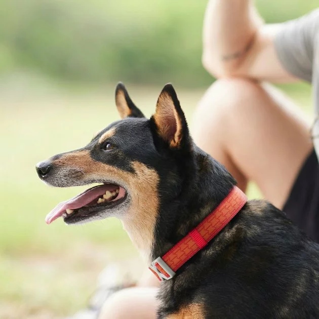 Frisco Outdoor Comfort Print Nylon Padded Collar, Large, Neck: 18 -26-in, Width: 1-in + Outdoor Ultra Reflective Rope Leash With Padded Handle, Sunset Orange, 6 - ft 7 Frisco Outdoor Comfort Print Nylon Padded Collar, Large, Neck: 18 -26-in, Width: 1-in + Outdoor Ultra Reflective Rope Leash With Padded Handle, Sunset Orange, 6 - ft - Image 5