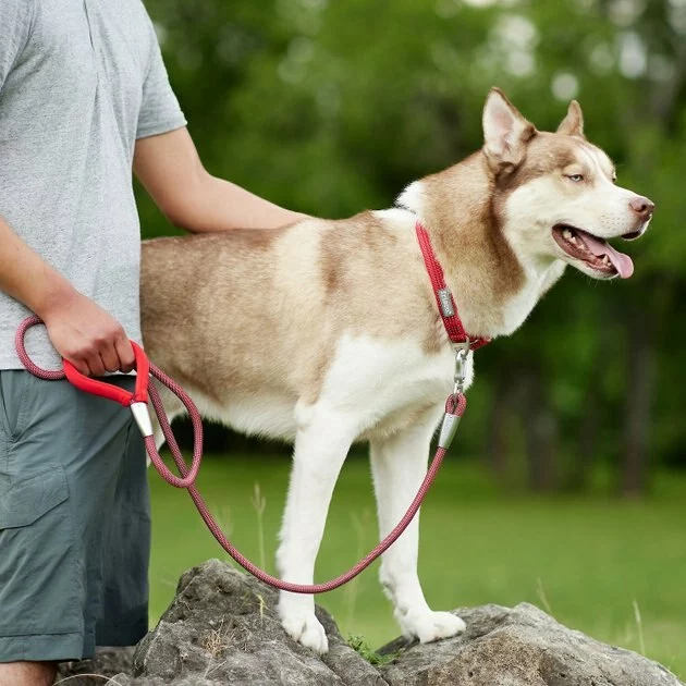 Frisco Outdoor Comfort Print Nylon Padded Collar, Large, Neck: 18 -26-in, Width: 1-in + Outdoor Ultra Reflective Rope Leash With Padded Handle, Sunset Orange, 6 - ft 11 Frisco Outdoor Comfort Print Nylon Padded Collar, Large, Neck: 18 -26-in, Width: 1-in + Outdoor Ultra Reflective Rope Leash With Padded Handle, Sunset Orange, 6 - ft - Image 9