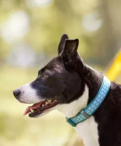 Frisco Outdoor Comfort Print Nylon Padded Collar, Medium - Neck: 14-20-in, Width: 3/4-in + Outdoor Ultra Reflective Rope Leash With Padded Handle, Bayou Teal, 6 - ft -Dog Cat Corner 319076 PT4. SY630 V1631148393