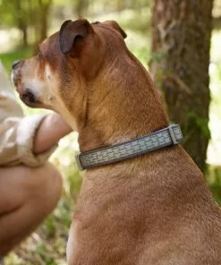 Frisco Outdoor Comfort Print Nylon Padded Collar, Medium - Neck: 14-20-in, Width: 3/4-in + Outdoor Ultra Reflective Rope Leash With Padded Handle, Stone Gray, 6 - ft -Dog Cat Corner 319080 PT4. SY630 V1631139979