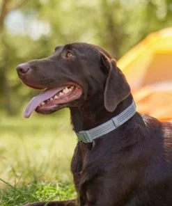 Frisco Outdoor Frisco Nylon Collar, Forest Green, Medium-Neck: 14-20-in, Width: 3/4-in + Rope Leash With Padded Handle, Stone Gray, 6-ft 15 Frisco Outdoor Frisco Nylon Collar, Forest Green, Medium-Neck: 14-20-in, Width: 3/4-in + Rope Leash With Padded Handle, Stone Gray, 6-ft -Dog Cat Corner 319104 PT4. SY630 V1631161597