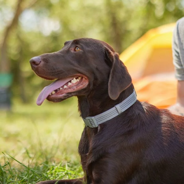 Frisco Outdoor Frisco Nylon Collar, Forest Green, Medium-Neck: 14-20-in, Width: 3/4-in + Rope Leash With Padded Handle, Stone Gray, 6-ft 7 Frisco Outdoor Frisco Nylon Collar, Forest Green, Medium-Neck: 14-20-in, Width: 3/4-in + Rope Leash With Padded Handle, Stone Gray, 6-ft - Image 5