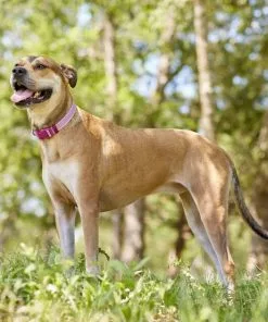 Frisco Outdoor Frisco Nylon Collar, Shadow Purple, Medium-Neck: 14-20-in, Width: 3/4-in + Rope Leash With Padded Handle, Boysenberry Purple, 6-ft -Dog Cat Corner 319112 PT4. SY630 V1631141209