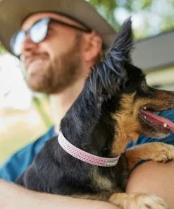 Frisco Outdoor Frisco Nylon Collar, Shadow Purple, Small-Neck: 10-14-in, Width: 5/8-in + Rope Leash With Padded Handle, Boysenberry Purple, 6-ft -Dog Cat Corner 319114 PT4. SY630 V1631156790