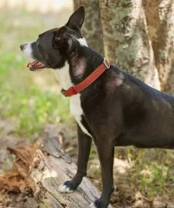 Frisco Outdoor Heathered Nylon Collar, Flamepoint Orange, Large, Neck: 18 -26-in, Width: 1-in + Dog Leash, Flamepoint Orange, Large - Length: 6-ft, Width: 1-in 14 Frisco Outdoor Heathered Nylon Collar, Flamepoint Orange, Large, Neck: 18 -26-in, Width: 1-in + Dog Leash, Flamepoint Orange, Large - Length: 6-ft, Width: 1-in -Dog Cat Corner 319118 PT4. SY630 V1631140876