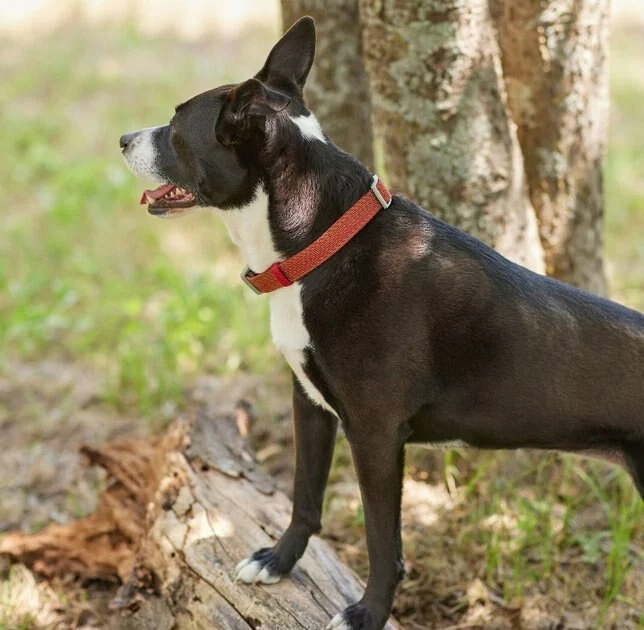 Frisco Outdoor Heathered Nylon Collar, Flamepoint Orange, Large, Neck: 18 -26-in, Width: 1-in + Dog Leash, Flamepoint Orange, Large - Length: 6-ft, Width: 1-in 7 Frisco Outdoor Heathered Nylon Collar, Flamepoint Orange, Large, Neck: 18 -26-in, Width: 1-in + Dog Leash, Flamepoint Orange, Large - Length: 6-ft, Width: 1-in - Image 5