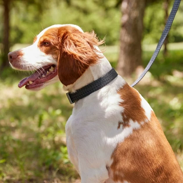 Frisco Outdoor Heathered Nylon Collar, Midnight Black, LG, Neck: 18 -26-in, Width: 1-in + Dog Leash, Midnight Black, LG - Length: 6-ft, Width: 1-in 7 Frisco Outdoor Heathered Nylon Collar, Midnight Black, LG, Neck: 18 -26-in, Width: 1-in + Dog Leash, Midnight Black, LG - Length: 6-ft, Width: 1-in - Image 5