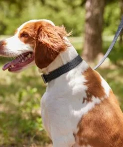 Frisco Outdoor Heathered Nylon Collar, Midnight Black, MD - Neck: 14-20-in, Width: 3/4-in + Dog Leash, Midnight Black, MD - Length: 6-ft, Width: 3/4-in 14 Frisco Outdoor Heathered Nylon Collar, Midnight Black, MD - Neck: 14-20-in, Width: 3/4-in + Dog Leash, Midnight Black, MD - Length: 6-ft, Width: 3/4-in -Dog Cat Corner 319126 PT4. SY630 V1631158899