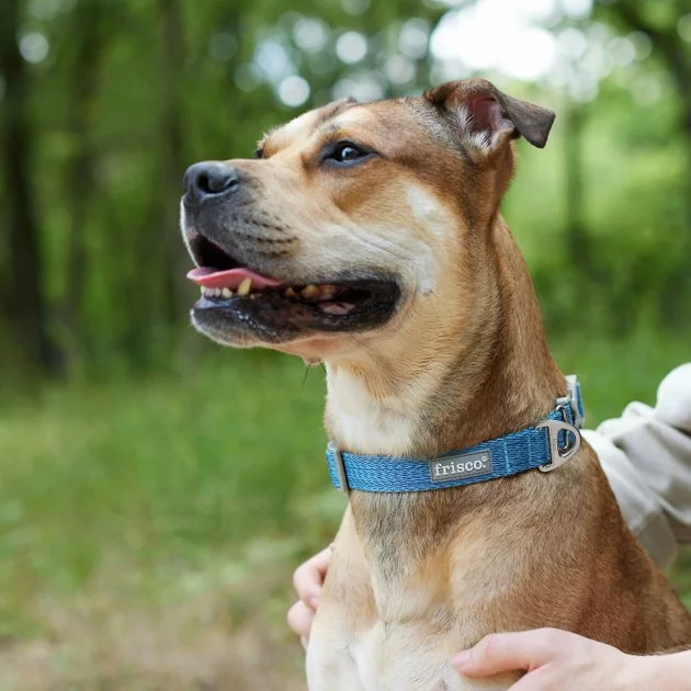 Frisco Outdoor Heathered Nylon Collar, River Blue, Medium - Neck: 14-20-in, Width: 3/4-in + Dog Leash, River Blue, Medium - Length: 6-ft, Width: 3/4-in 7 Frisco Outdoor Heathered Nylon Collar, River Blue, Medium - Neck: 14-20-in, Width: 3/4-in + Dog Leash, River Blue, Medium - Length: 6-ft, Width: 3/4-in - Image 5