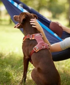 Frisco Outdoor Lightweight Ripstop Nylon Harness, Flamepoint Orange, Extra Large, Neck: 22 to 34-in, Girth: 32 to 44-in + Heathered Dog Leash, Flamepoint Orange, Large - Length: 6-ft, Width: 1-in 15 Frisco Outdoor Lightweight Ripstop Nylon Harness, Flamepoint Orange, Extra Large, Neck: 22 to 34-in, Girth: 32 to 44-in + Heathered Dog Leash, Flamepoint Orange, Large - Length: 6-ft, Width: 1-in -Dog Cat Corner 319148 PT4. SY630 V1631156493