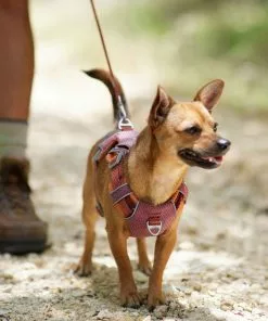 Frisco Outdoor Lightweight Ripstop Nylon Harness, Flamepoint Orange, Small, Neck: 13 to 19-in, Girth: 16 to 22-in + Heathered Dog Leash, Flamepoint Orange, Small - Length: 6-ft, Width: 5/8-in 16 Frisco Outdoor Lightweight Ripstop Nylon Harness, Flamepoint Orange, Small, Neck: 13 to 19-in, Girth: 16 to 22-in + Heathered Dog Leash, Flamepoint Orange, Small - Length: 6-ft, Width: 5/8-in -Dog Cat Corner 319160 PT5. SY630 V1631150177