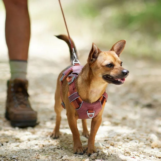 Frisco Outdoor Lightweight Ripstop Nylon Harness, Flamepoint Orange, Small, Neck: 13 to 19-in, Girth: 16 to 22-in + Heathered Dog Leash, Flamepoint Orange, Small - Length: 6-ft, Width: 5/8-in 8 Frisco Outdoor Lightweight Ripstop Nylon Harness, Flamepoint Orange, Small, Neck: 13 to 19-in, Girth: 16 to 22-in + Heathered Dog Leash, Flamepoint Orange, Small - Length: 6-ft, Width: 5/8-in - Image 6