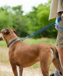 Frisco Outdoor Lightweight Ripstop Nylon Harness, River Blue, Large, Neck: 18 to 28-in, Girth 24 to 34-in + Heathered Dog Leash, River Blue, Large - Length: 6-ft, Width: 1-in 19 Frisco Outdoor Lightweight Ripstop Nylon Harness, River Blue, Large, Neck: 18 to 28-in, Girth 24 to 34-in + Heathered Dog Leash, River Blue, Large - Length: 6-ft, Width: 1-in -Dog Cat Corner 319168 PT8. SY630 V1631144492