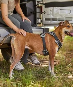 Frisco Outdoor Lightweight Ripstop Nylon Harness, Storm Gray, Extra Large, Neck: 22 to 34-in, Girth: 32 to 44-in + Heathered Dog Leash, Midnight Black, LG - Length: 6-ft, Width: 1-in -Dog Cat Corner 319196 PT5. SY630 V1631152871