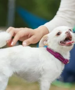 Frisco Outdoor Nylon Reflective Comfort Padded Collar, Boysenberry Purple, Extra Small, Neck: 8-12-in, Width: 5/8th -in + Dog Leash, Boysenberry Purple, Small - Length: 6-ft, Width: 5/8-in -Dog Cat Corner 319220 PT4. SY630 V1631152272