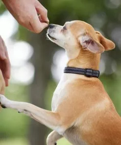 Frisco Outdoor Nylon Reflective Comfort Padded Collar, Midnight Black, SM - Neck: 10-14-in, Width: 5/8-in + Dog Leash, Midnight Black, SM - Length: 6-ft, Width: 5/8-in 15 Frisco Outdoor Nylon Reflective Comfort Padded Collar, Midnight Black, SM - Neck: 10-14-in, Width: 5/8-in + Dog Leash, Midnight Black, SM - Length: 6-ft, Width: 5/8-in -Dog Cat Corner 319232 PT4. SY630 V1631157997