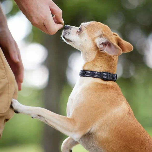 Frisco Outdoor Nylon Reflective Comfort Padded Collar, Midnight Black, SM - Neck: 10-14-in, Width: 5/8-in + Dog Leash, Midnight Black, SM - Length: 6-ft, Width: 5/8-in 7 Frisco Outdoor Nylon Reflective Comfort Padded Collar, Midnight Black, SM - Neck: 10-14-in, Width: 5/8-in + Dog Leash, Midnight Black, SM - Length: 6-ft, Width: 5/8-in - Image 5