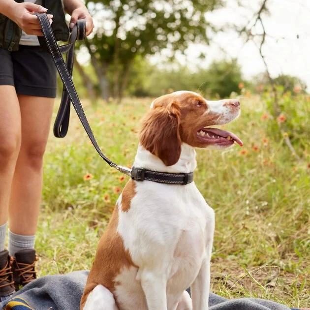 Frisco Outdoor Nylon Reflective Comfort Padded Collar, Midnight Black, SM - Neck: 10-14-in, Width: 5/8-in + Dog Leash, Midnight Black, SM - Length: 6-ft, Width: 5/8-in 11 Frisco Outdoor Nylon Reflective Comfort Padded Collar, Midnight Black, SM - Neck: 10-14-in, Width: 5/8-in + Dog Leash, Midnight Black, SM - Length: 6-ft, Width: 5/8-in - Image 9