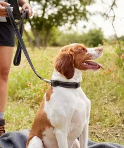Frisco Outdoor Nylon Reflective Comfort Padded Collar, Midnight Black, XS, Neck: 8-12-in, Width: 5/8th -in + Dog Leash, Midnight Black, SM - Length: 6-ft, Width: 5/8-in 19 Frisco Outdoor Nylon Reflective Comfort Padded Collar, Midnight Black, XS, Neck: 8-12-in, Width: 5/8th -in + Dog Leash, Midnight Black, SM - Length: 6-ft, Width: 5/8-in -Dog Cat Corner 319234 PT8. SY630 V1631146277