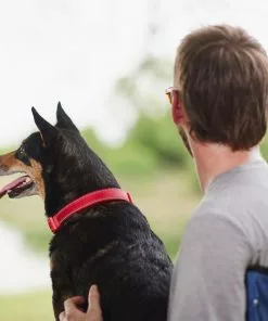 Frisco Outdoor Nylon Reflective Comfort Padded Collar, Sunset Orange, Medium - Neck: 14-20-in, Width: 3/4-in + Dog Leash, Sunset Orange, Medium - Length: 6-ft, Width: 3/4-in -Dog Cat Corner 319240 PT4. SY630 V1631145979