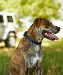 Frisco Outdoor Premium Ripstop Nylon Harness with Pocket, Midnight Black, XL - Girth: 32-44-in + Reflective Comfort Padded Dog Collar, Midnight Black, LG, Neck: 18 -26-in, Width: 1-in -Dog Cat Corner 319304 PT8. SY630 V1631147478