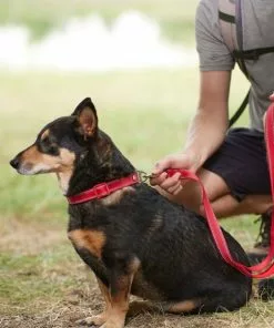 Frisco Outdoor Premium Ripstop Nylon Harness with Pocket, Sunset Orange, Extra Large, Neck: 22 to 34-in, Girth: 32 to 44-in + Reflective Comfort Padded Dog Leash, Sunset Orange, Large - Length: 6-ft, Width: 1-in 19 Frisco Outdoor Premium Ripstop Nylon Harness with Pocket, Sunset Orange, Extra Large, Neck: 22 to 34-in, Girth: 32 to 44-in + Reflective Comfort Padded Dog Leash, Sunset Orange, Large - Length: 6-ft, Width: 1-in -Dog Cat Corner 319310 PT8. SY630 V1631157702