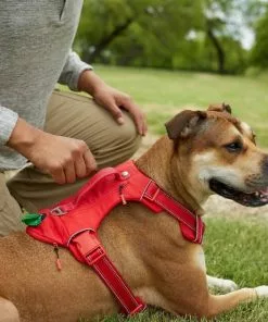 Frisco Outdoor Premium Ripstop Nylon Harness with Pocket, Sunset Orange, Large, Neck: 18 to 28-in, Girth 24 to 34-in + Reflective Comfort Padded Dog Collar, Sunset Orange, Large, Neck: 18 -26-in, Width: 1-in -Dog Cat Corner 319314 PT4. SY630 V1630621280