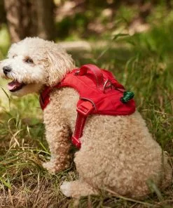 Frisco Outdoor Premium Ripstop Nylon Harness with Pocket, Sunset Orange, Medium, Neck: 15 to 23-in, Girth, 20 to 28-in + Reflective Comfort Padded Dog Leash, Sunset Orange, Medium - Length: 6-ft, Width: 3/4-in -Dog Cat Corner 319322 PT4. SY630 V1631141202