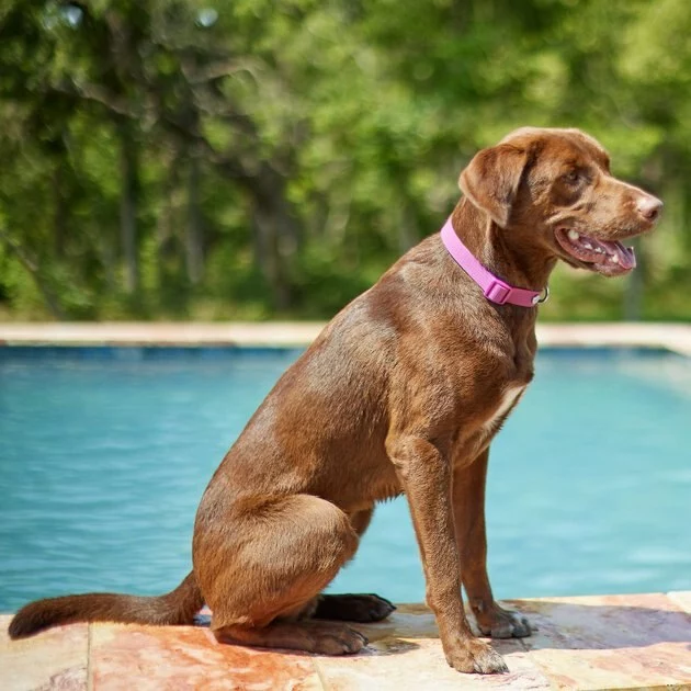 Frisco Outdoor Solid Textured Waterproof Stink Proof PVC Collar, Boysenberry Purple, Large, Neck: 18 ½ 26-in, Width: 1-in + Dog Leash, Boysenberry Purple, Large - Length: 6-ft, Width: 1-in 7 Frisco Outdoor Solid Textured Waterproof Stink Proof PVC Collar, Boysenberry Purple, Large, Neck: 18 ½ 26-in, Width: 1-in + Dog Leash, Boysenberry Purple, Large - Length: 6-ft, Width: 1-in - Image 5