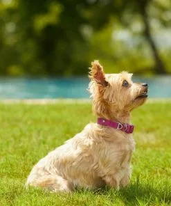 Frisco Outdoor Solid Textured Waterproof Stink Proof PVC Collar, Boysenberry Purple, Small - Neck: 10½14-in, Width: 5/8-in + Dog Leash, Boysenberry Purple, Small - Length: 6-ft, Width: 5/8-in -Dog Cat Corner 319338 PT4. SY630 V1631157372