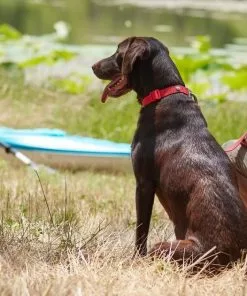 Frisco Outdoor Solid Textured Waterproof Stink Proof PVC Collar, Flamepoint Orange, Large, Neck: 18 ½ 26-in, Width: 1-in + Dog Leash, Sunset Orange, LG - Length: 6-ft, Width: 1-in -Dog Cat Corner 319342 PT4. SY630 V1631137871