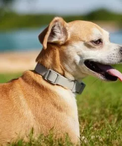 Frisco Outdoor Solid Textured Waterproof Stink Proof PVC Collar, Storm Gray, Extra Small - Neck: 8-12-in, Width: 5/8th-in + Dog Leash, Storm Gray, Small - Length: 6-ft, Width: 5/8-in -Dog Cat Corner 319348 PT4. SY630 V1631154389