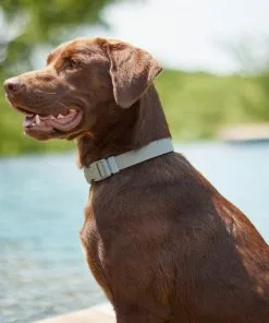 Frisco Outdoor Solid Textured Waterproof Stink Proof PVC Collar, Storm Gray, Medium - Neck: 14½20-in, Width: 3/4-in + Dog Leash, Storm Gray, Medium - Length: 6-ft, Width: 3/4-in -Dog Cat Corner 319352 PT4. SY630 V1631160411