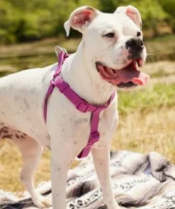 Frisco Outdoor Solid Textured Waterproof Stink Proof PVC Harness, Boysenberry Purple, Large, Neck: 19 to 27-in, Girth: 23 to 36-in + Dog Leash, Boysenberry Purple, Large - Length: 6-ft, Width: 1-in -Dog Cat Corner 319356 PT4. SY630 V1631146580