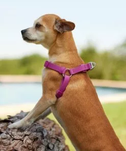Frisco Outdoor Solid Textured Waterproof Stink Proof PVC Harness, Boysenberry Purple, Medium, Neck: 16 to 22-in, Girth: 19 to 29-in + Dog Leash, Boysenberry Purple, Medium - Length: 6-ft, Width: 3/4-in -Dog Cat Corner 319358 PT4. SY630 V1631160399