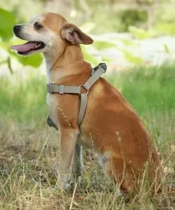 Frisco Outdoor Solid Textured Waterproof Stink Proof PVC Harness, Storm Gray, Medium, Neck: 16 to 22-in, Girth: 19 to 29-in + Dog Leash, Storm Gray, Medium - Length: 6-ft, Width: 3/4-in -Dog Cat Corner 319366 PT5. SY630 V1631157670