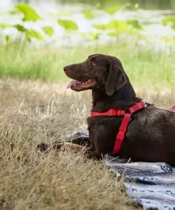 Frisco Outdoor Solid Textured Waterproof Stink Proof PVC Harness, Sunset Orage, Large, Neck: 19 to 27-in, Girth: 23 to 36-in + Dog Leash, Sunset Orange, LG - Length: 6-ft, Width: 1-in -Dog Cat Corner 319372 PT5. SY630 V1631149311