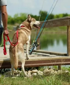 Frisco Outdoor Solid Textured Waterproof Stink Proof PVC Harness, Sunset Orage, Large, Neck: 19 to 27-in, Girth: 23 to 36-in + Dog Leash, Sunset Orange, LG - Length: 6-ft, Width: 1-in -Dog Cat Corner 319372 PT8. SY630 V1631155599